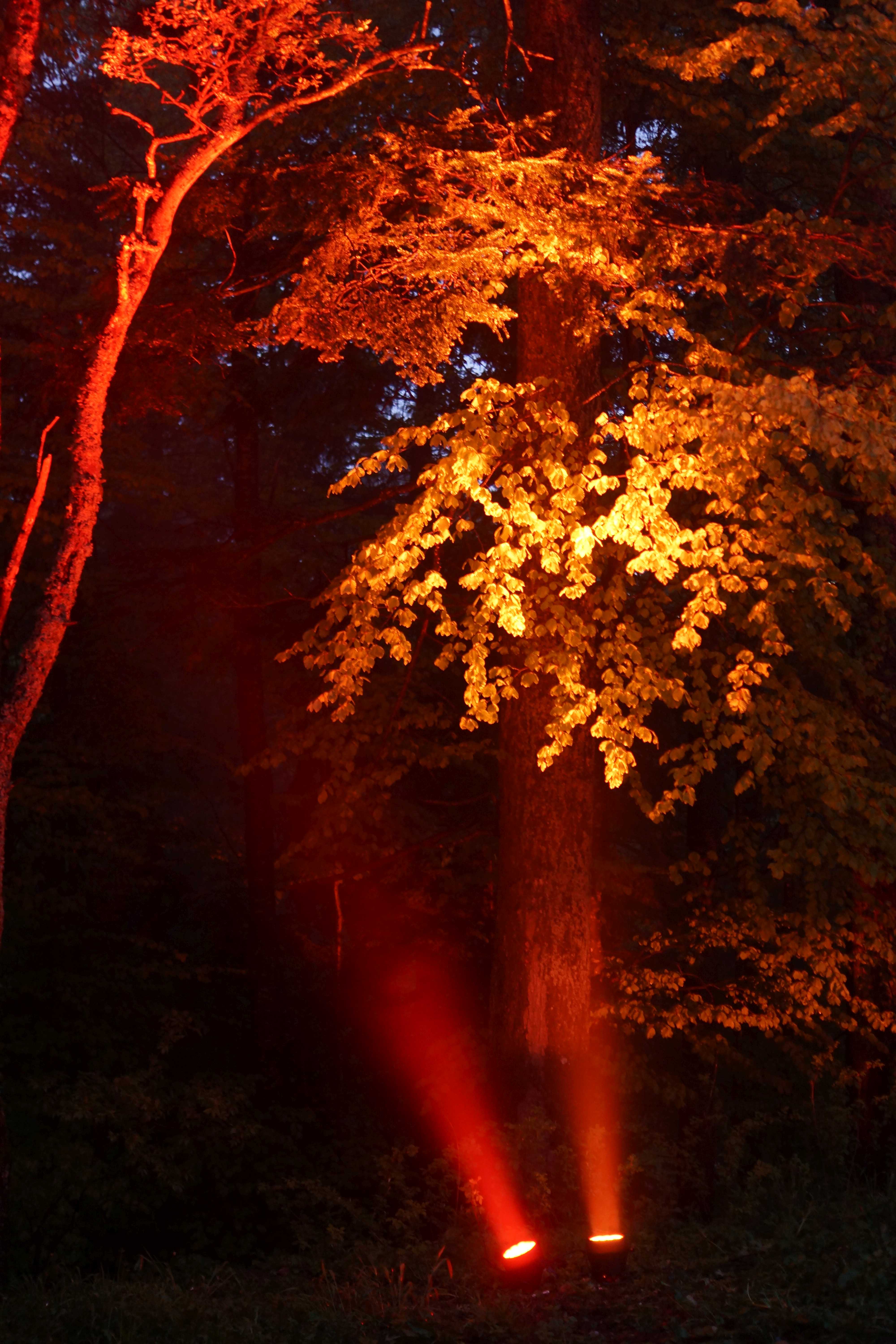 Lights in the wood