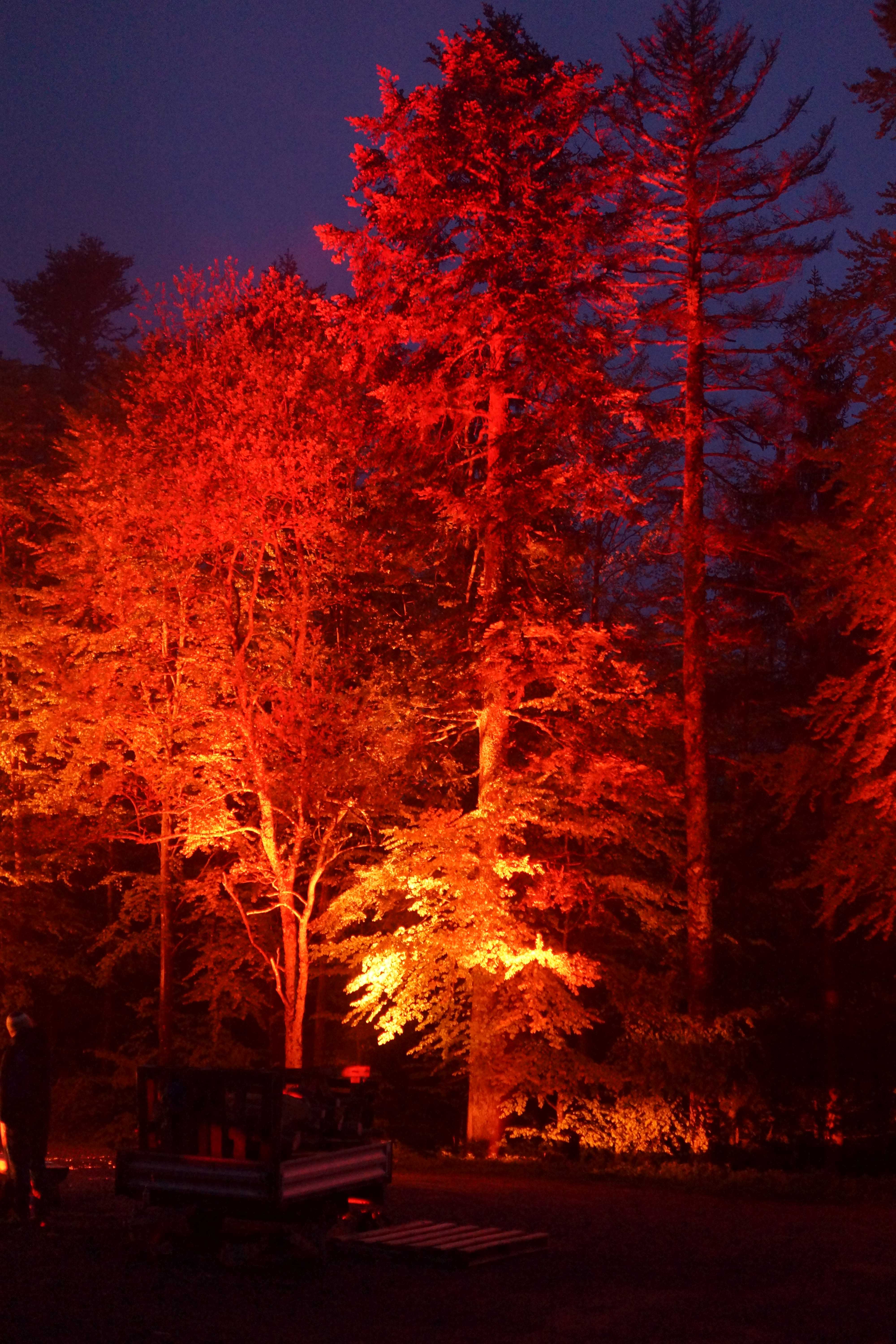Lights in the wood